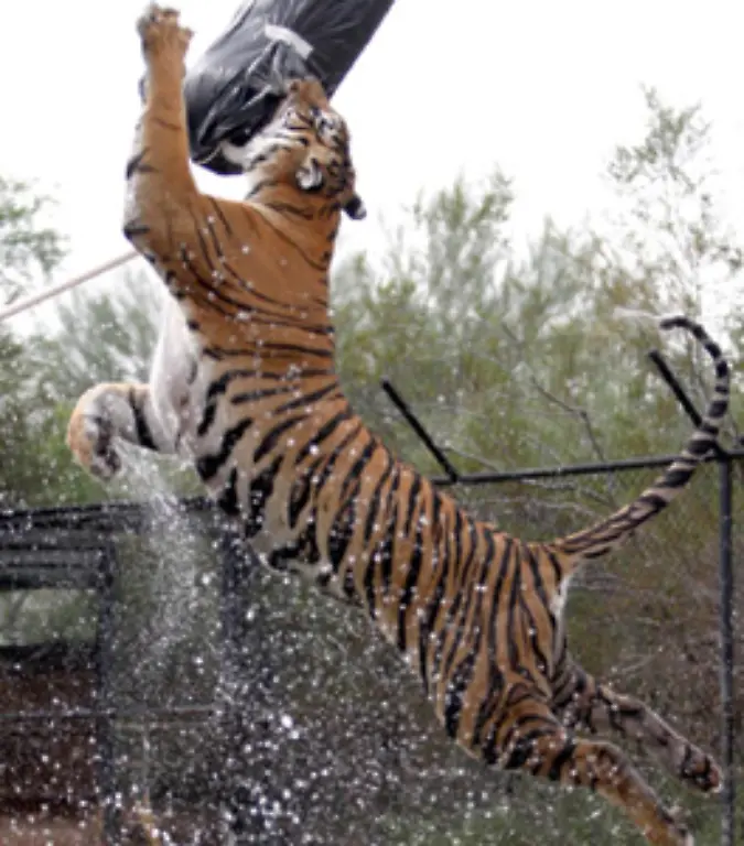 Der-gesamte-Koerper-des-Tieres-ist-ideal-auf-die-Jagd-ausgerichtet