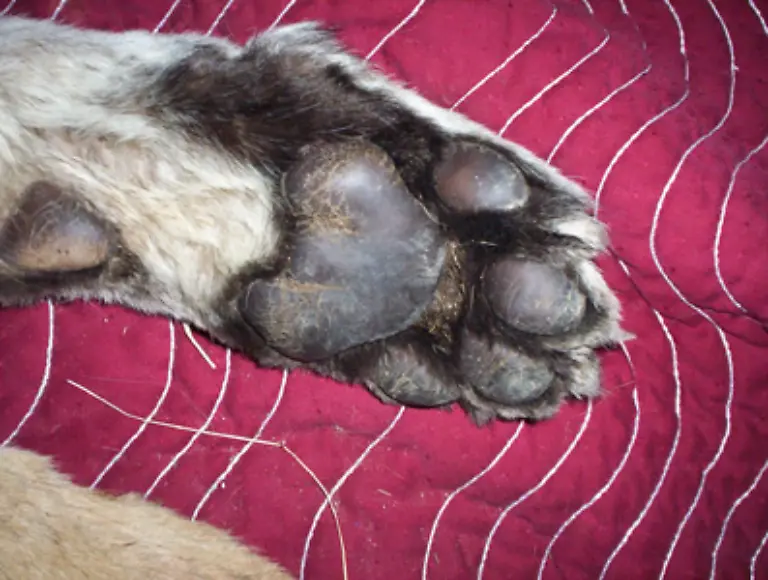 So-haben-die-Tiere-an-allen-vier-Pranken-einziehbare-Krallen-die-bis-zu-zehn-Zentimeter-lang-sein-koennen