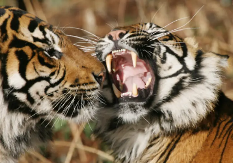 Das-Raubtiergebiss-der-Grosskatze-ist-mit-vier-rund-sechs-Zentimeter-langen-Reisszaehnen-ausgestattet