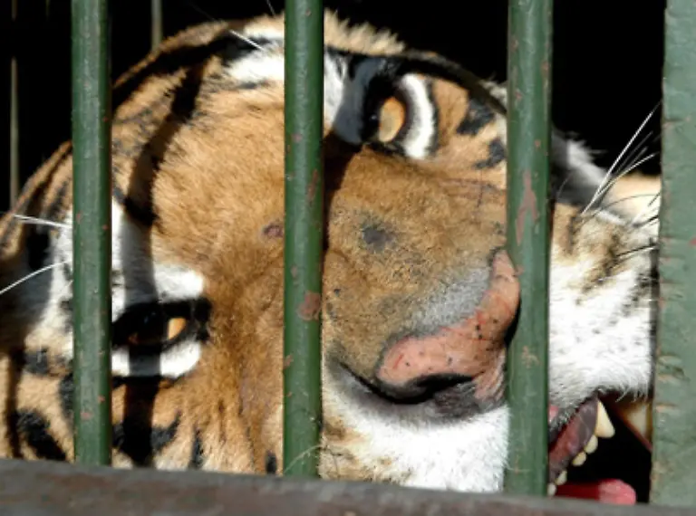 Immer-wieder-greifen-Tiger-in-schlecht-gesicherten-Gehegen-oder-Kaefigen-Menschen-an-Der-Instinkt-der-Raubkatze-zu-jagen