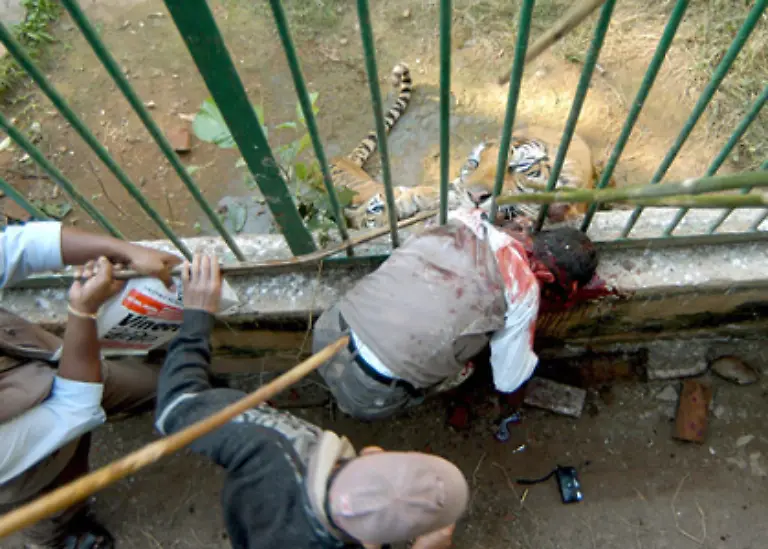 scheint-auch-in-Gefangenschaft-nicht-verloren-zu-gehen-Dieser-indische-Zoobesucher-wollte-nur-ein-Foto-von-dem-imposanten-Tier-machen-steckte-seine-Kamera-durch-die-Gitterstaebe-und-wurde-getoetet