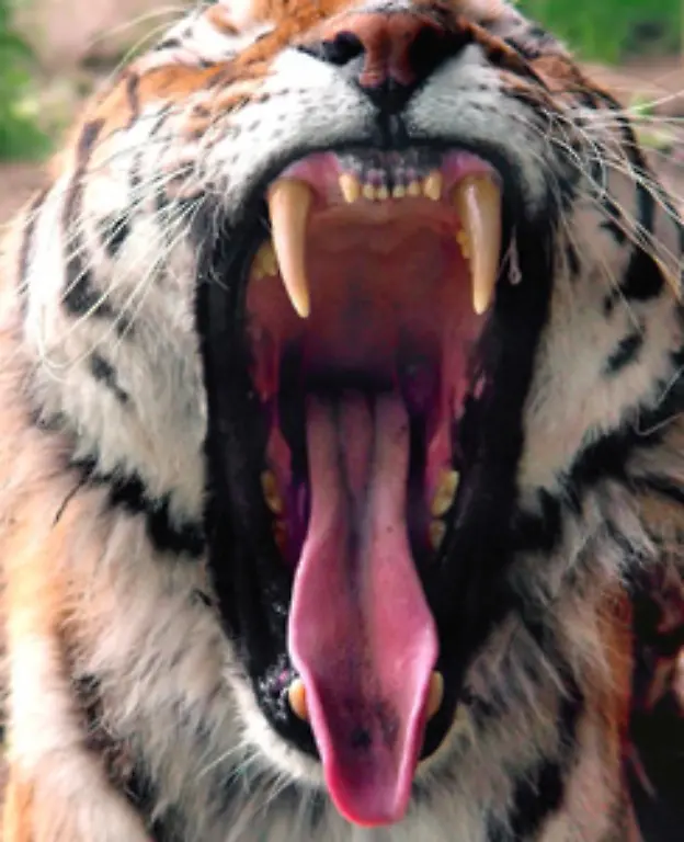 Die-Tiere-dringen-allerdings-nicht-in-Doerfer-oder-Siedlungen-ein-sondern-toeten-Menschen-die-sich-in-ihrem-Revier-aufhalten