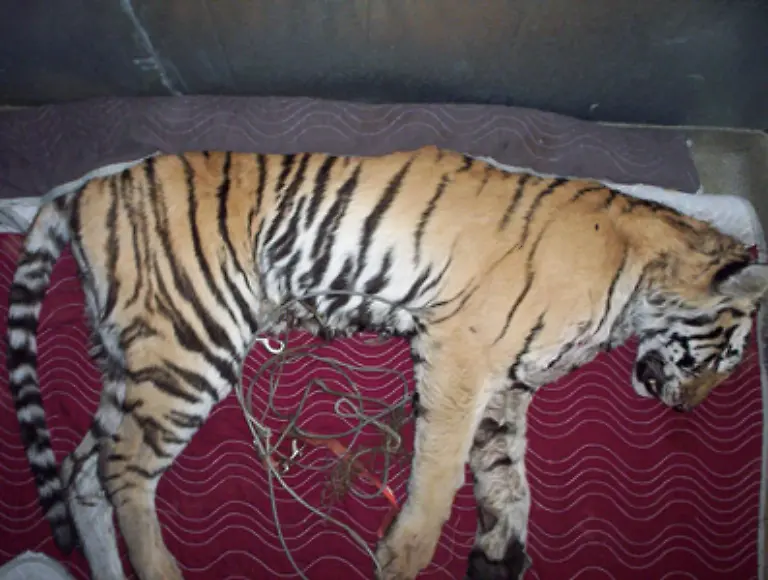 Tiger-toeten-Menschen-und-Menschen-toeten-Tiger-aber-meist-aus-nichtigem-Grund