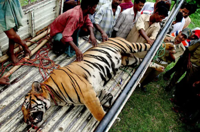 Zum-einen-besteht-die-Angst-vor-direkten-Angriffen-der-Tiere-gegen-den-Menschen-oder-dessen-Vieh