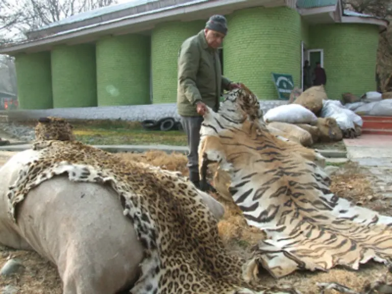 Zum-anderen-sind-Tigerprodukte-wie-Felle-Knochen-Zaehne-weltweit-begehrte-Trophaeen-mit-denen-sich-ein-lukratives-Geschaeft-machen-laesst