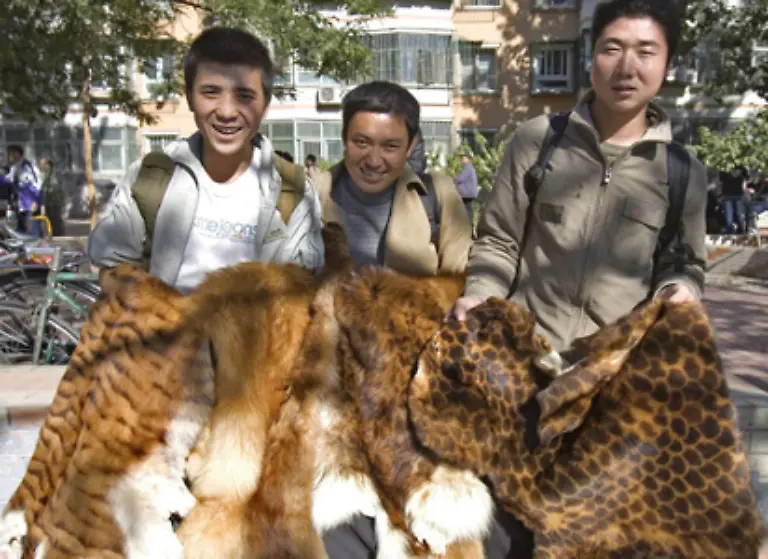 Fuer-ein-Tigerfell-wurde-noch-in-den-1990er-Jahren-auf-dem-weltweiten-Markt-bis-zu-2500-Dollar-gezahlt-Fuer-ein-ganzes-Skelett-bekam-der-Wilderer-damals-ganze-5000-Dollar