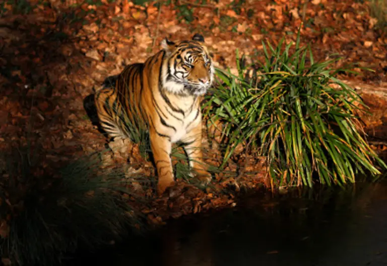 Augaepfel-und-Barthaare-der-Tiere-sollen-beispielsweise-gegen-Kopfschmerzen-und-Erbrechen-helfen