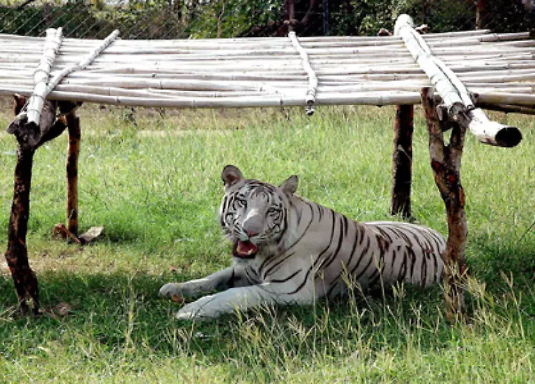 Die-groesste-Bedrohung-der-Tiere-ist-der-allmaehliche-Verlust-ihres-Lebensraumes-Tiger-sind-auf-eine-dichte-Vegetation-ein-ausreichendes-Beutetierangebot