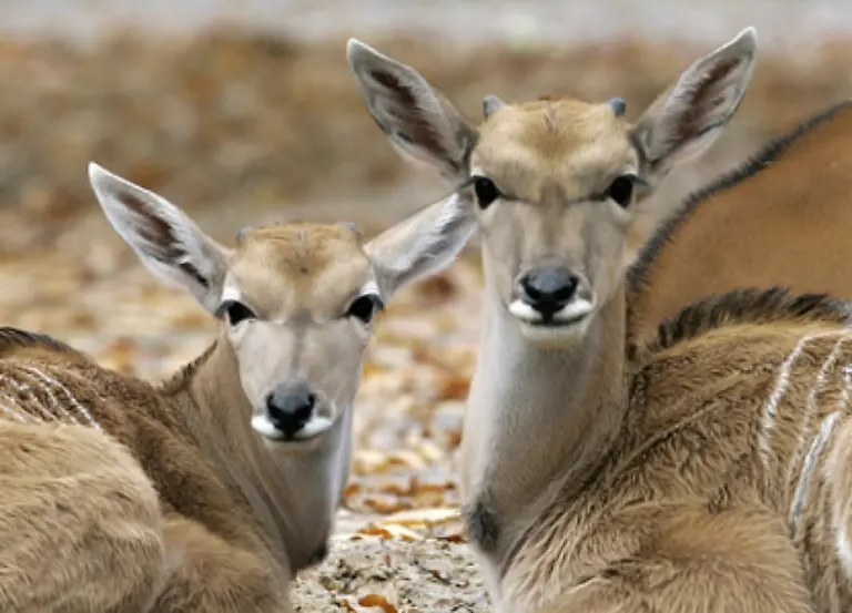 Ein-Folge-daraus-Auch-die-typischen-Beutetiere-der-Tiger-wie-Antilopen-Hirsche-Schafe-Ziegen-und-Wildschweine-verschwanden