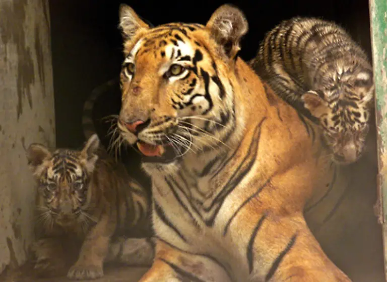 Die-rund-4000-Tiger-die-in-so-genannten-Tigerfarmen-in-China-gezuechtet-werden-sowie-zahlreichen-Zootiger-sind-in-dieser-Zahl-nicht-beruecksichtigt