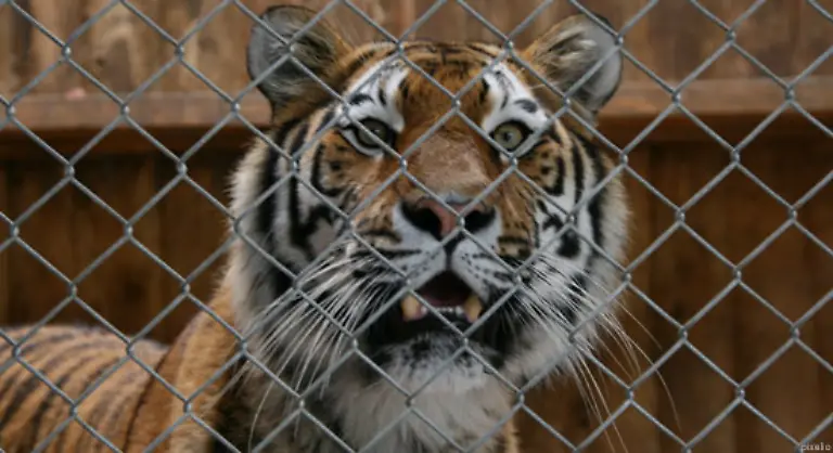 Weltweit-gibt-es-15-000-bis-20-000-Tiger-in-Zoos-Zirkussen-oder-im-Privatbesitz-Sie-weisen-oft-eine-hoehere-genetische-Vielfalt-als-ihre-freilebenden-Artgenossen-auf-ermittelten-nun-die-Wissenschaftler-um-Stephen-O-Brian-vom-National-Cancer-Institute-in-Frederick