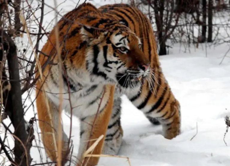 Der-sibirische-Tiger-ist-besonders-gefaehrdet-Mit-lediglich-360-bis-450-Tieren-ist-der-Bestand-weit-geschrumpft