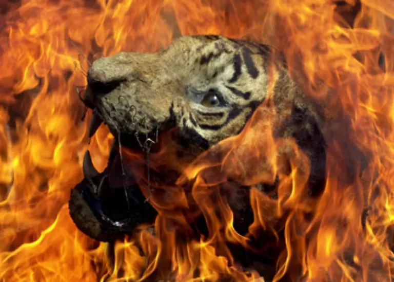 Um-dem-Einhalt-zu-gebieten-versuchen-Tierschutzorganisationen-das-Bewusstsein-der-Menschen-fuer-den-Erhalt-der-Tiger-zu-wecken-wie-in-Indien-mit-dieser-Fotomontage