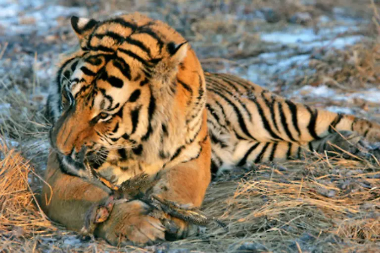 In-drei-indischen-Staaten-bekommen-die-Menschen-bereits-Kompensationszahlungen-fuer-von-Tigern-gerissenes-Vieh