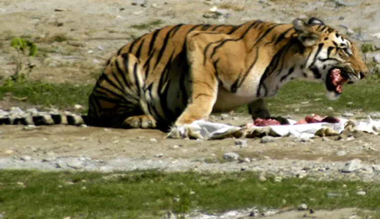 Ein-ausgewachsenes-Tier-kann-18-bis-40-Kilogramm-Fleisch-auf-einmal-fressen-Es-jagt-50-bis-75-grosse-Huftiere-im-Jahr