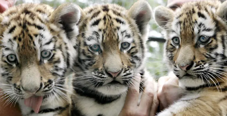 Auch-Auswilderungen-aus-Zuchtprojekten-sollen-dazu-beitragen