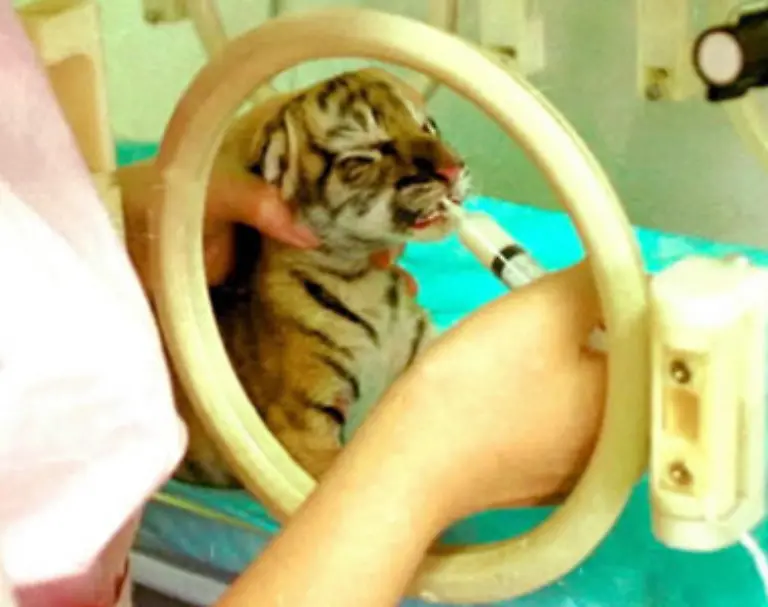 Zoos-und-Tiergaerten-betreiben-grossen-Aufwand-um-Tiger-Nachzuchten-am-Leben-zu-erhalten
