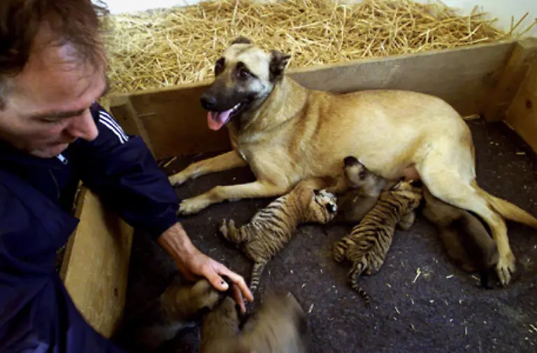 Hunde-werden-oftmals-als-Ersatzmuetter-fuer-die-Tigerbabys-eingesetzt