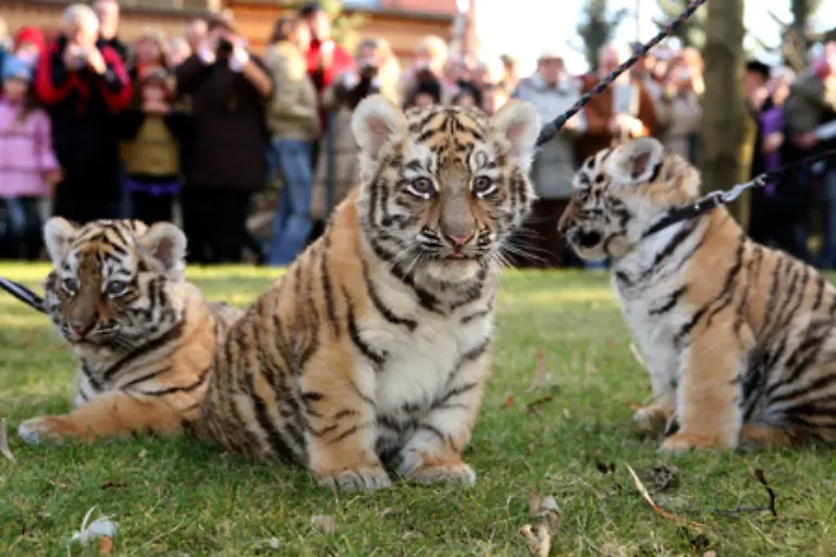 Tigernachwuchs-ist-ein-Publikumsmagnet-in-jedem-Zoo