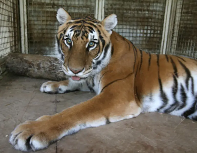 Heute-leben-bereits-fuenf-bis-sieben-Mal-mehr-Tiger-in-Gefangenschaft-als-in-der-Natur