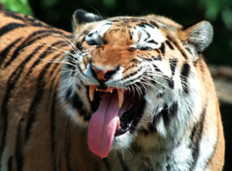 Schade-Fuer-das-wilde-Tier-und-den-Menschen