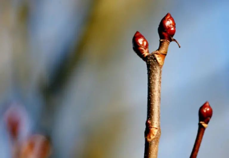 Knospen-spriessen