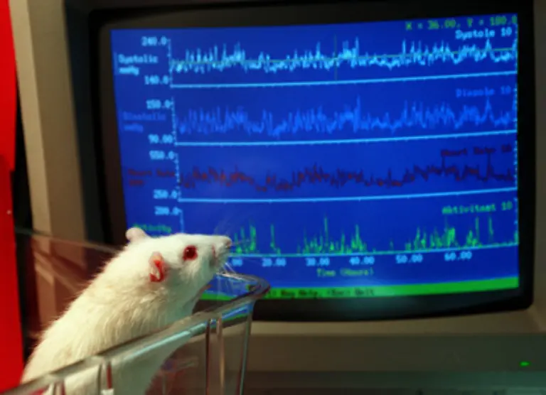 85-Prozent-der-Versuchstiere-sind-Nager-Vor-allem-Ratten-und-Maeuse-werden-gern-fuer-Tierversuche-benutzt