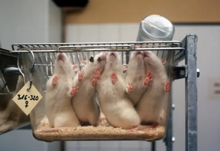 Sie-werden-im-Namen-der-Wissenschaft-gequaelt-und-geschunden