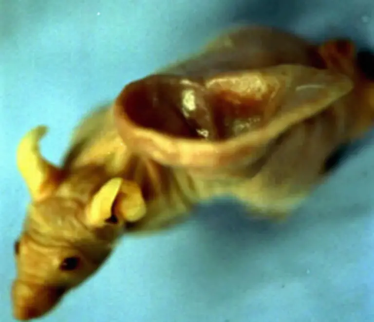 koerperlich-entstellt