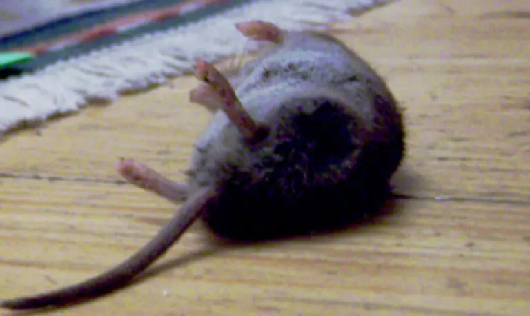 Zwoelf-Millionen-Versuchstiere-starben-nach-Angaben-des-Internationalen-Bundes-der-Tierversuchsgegner-2005-in-Laboren-der-EU-Laender