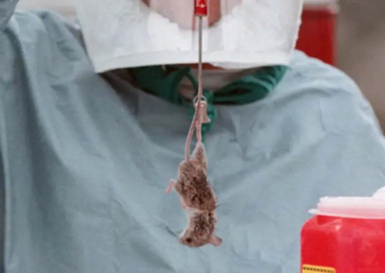 Rund-2-5-Millionen-kamen-laut-PETA-2006-in-deutschen-Laboren-um-Das-sind-rund-6900-Tiere-pro-Tag-Tendenz-steigend