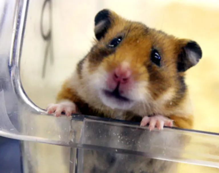 Aber-auch-Hamster-Kaninchen