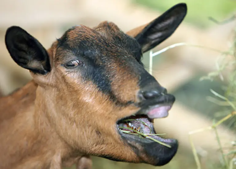 Die-grossangelegte-Tiervernichtung-soll-auf-den-jeweiligen-Bauernhoefen-erfolgen