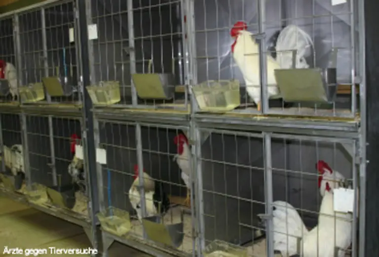 Haehne-Huehner-Tauben