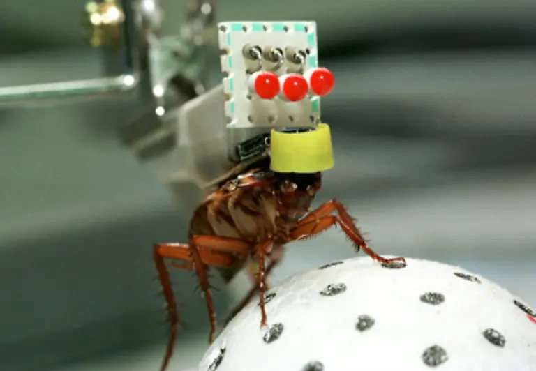 Wirbellose-und-Primaten-werden-zu-Tierversuchen-benutzt