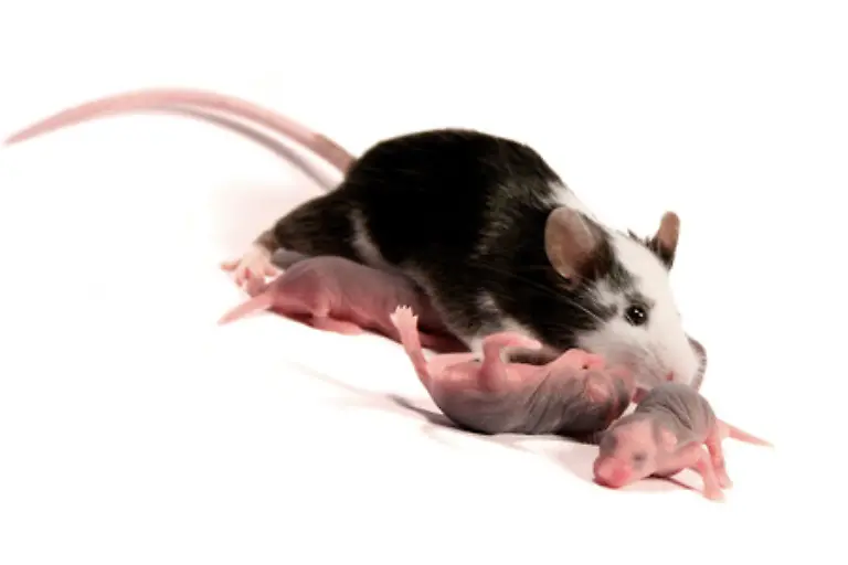 Die-grosse-Mehrheit-der-Tiere-wird-extra-fuer-Versuche-gezuechtet