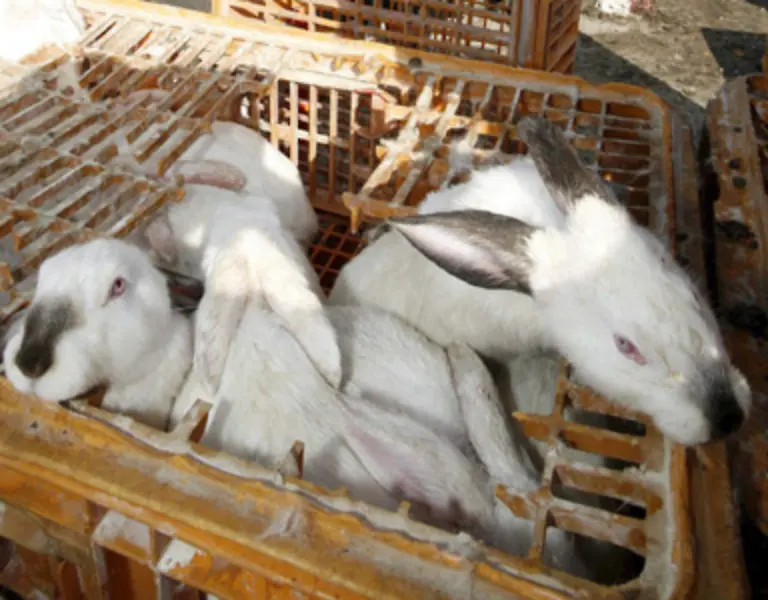 Zudem-so-die-Tierschuetzer-ist-das-tierexperimentelle-System-verbunden-mit-gesellschaftlicher-Anerkennung-und-wirtschaftlichen-Aspekten