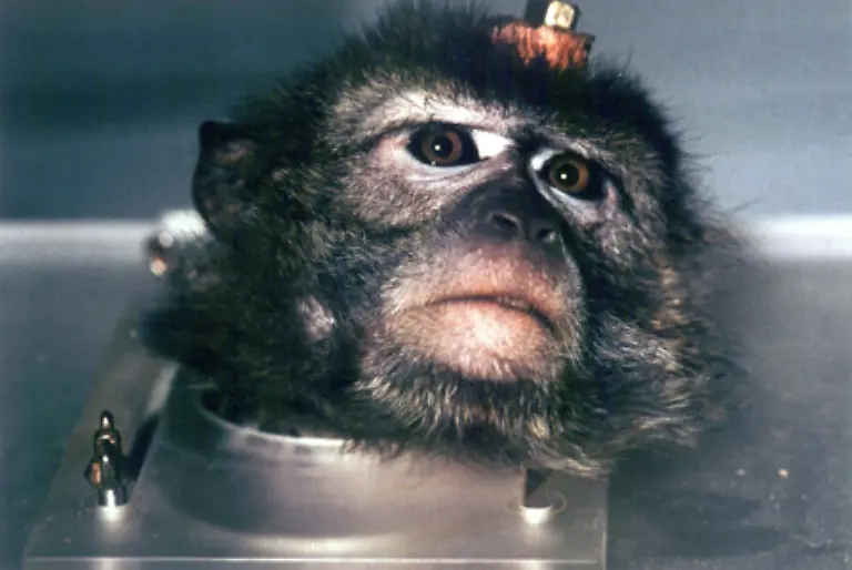 Das-Tierschutzgesetzt-tritt-hinter-diesem-Gesetz-zurueck-Tierversuche-beispielsweise-vor-Medikamenteneinfuehrungen-sind-in-Deutschland-sogar-gesetzlich-vorgeschrieben