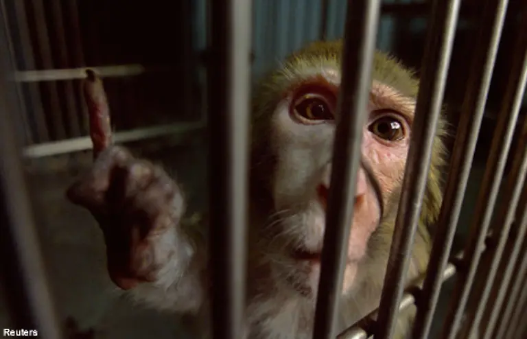 um-die-Menschen-ueber-die-Grausamkeit-der-Tierversuche-aufzuklaeren-und-so-die-Zahl-der-Tierversuche-zu-senken