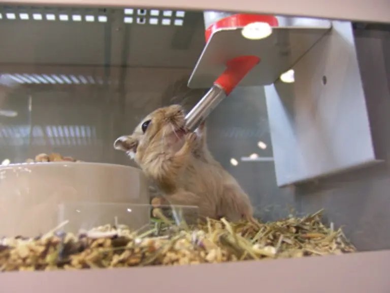 Zudem-werden-grosse-Anstrengungen-unternommen-um-wissenschaftliche-Beweise-fuer-die-Sinnlosigkeit-von-Tierversuchen-zu-publizieren