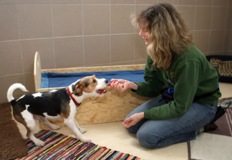 Als-Argumente-werden-stets-die-physiognomischen-Unterschiede-zwischen-Mensch-und-Tier