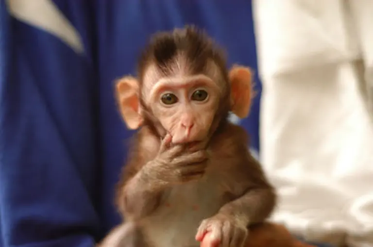 und-die-daraus-entstehenden-sinnlosen-Qualen-der-Tiere-herangefuehrt