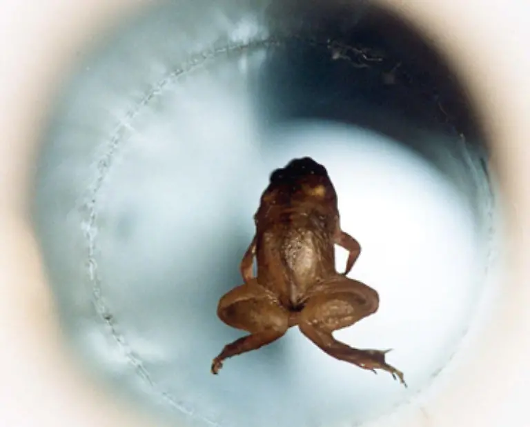 Zu-Tierversuchen-gibt-es-zahlreiche-Alternativmethoden-die-vom-Aerztekommitee-fuer-verantwortungsbewusste-Medizin-PCRM-als-effizienter-billiger-und-genauer-eingeschaetzt-werden