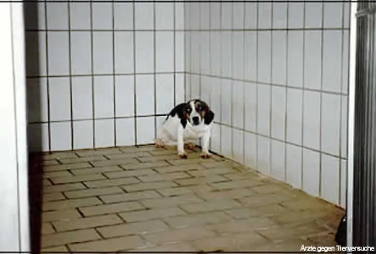 Tierschuetzer-versuchen-undercover-in-Tierversuchslabore-zu-kommen-um-Beweismaterial-fuer-die-Qualen-der-Tiere-zu-sichern