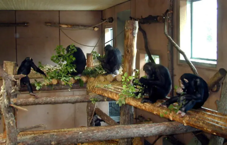 Um-das-zu-verhindern-gibt-es-Tierschutzprojekte-deren-erklaertes-Ziel-es-ist-aussortierten-Tieren-ein-lebenswertes-Leben-nach-dem-Labor-zu-verschaffen