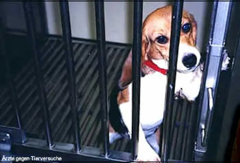 Aus-Schmerz-Verzweiflung-und-Resignation-im-Labor