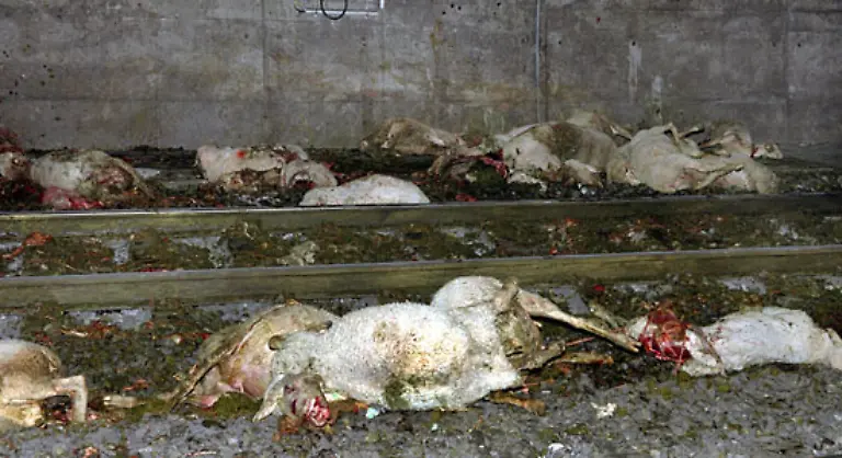 Der-Zug-raste-nach-der-Kollision-trotz-Notbremsung-noch-hunderte-Meter-in-den-elf-Kilometer-langen-Landrueckentunnel-hinein-Als-die-Tiere-sich-unter-den-vorderen-Achsen-verkeilen-entgleisen-fast-alle-Waggons-und-Triebwagen