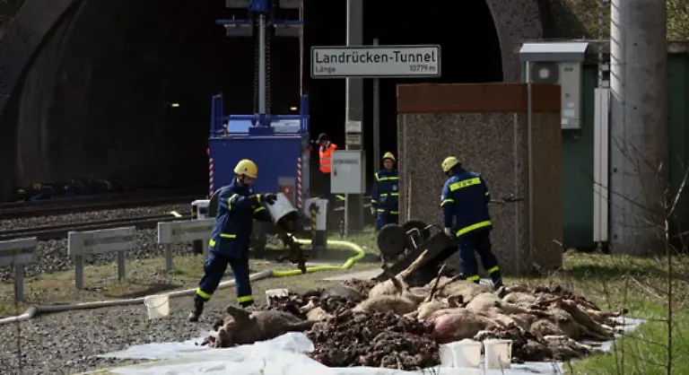 Die-Schafkadaver-wurden-von-einer-Entsorgungsfirma-in-einen-Container-geladen-und-abtransportiert