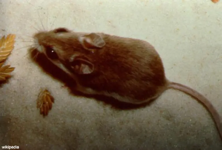 Alle-anderen-Arten-haben-es-geschafft-sich-bestens-an-ihre-Umwelt-anzupassen-Die-Weissfussmaus-beispielsweise-hat-durch-wenige-Genmutationen-ihre-Fellfarbe-veraendert-Das-hellere-Fell-ist-auf-hellem-Sand-eine-gute-Tarnung