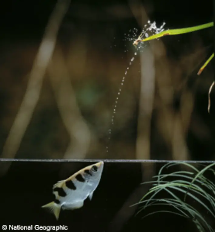 So-zielt-in-den-Mangroven-Suedostasiens-ein-kleiner-Fisch-mit-einem-Wasserstrahl-exakt-auf-kleine-Insekten-die-voellig-ueberrascht-von-dem-Angriff-ins-Wasser-fallen-und-dann-vom-Fisch-gefressen-werden-Sein-Name-Schuetzenfisch